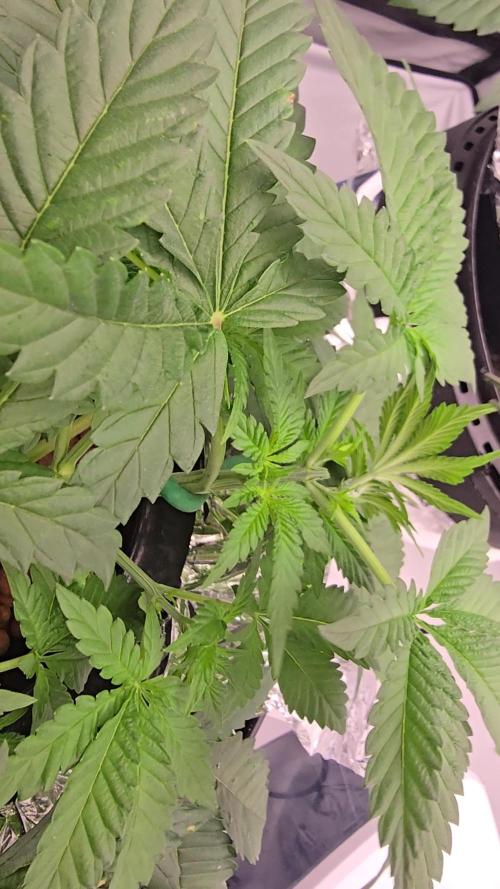 Indica Cream DWC