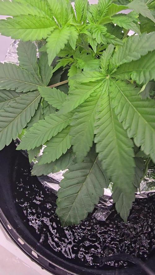 Papaya Sherbet DWC