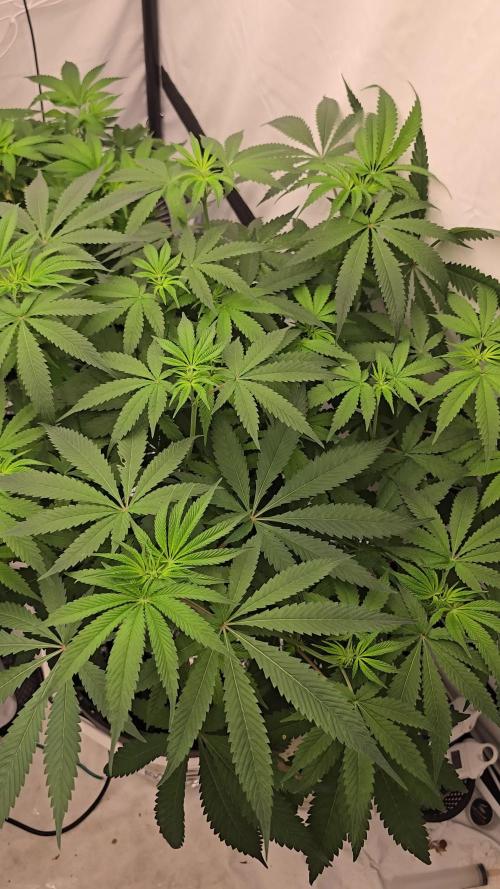 Euphoria DWC