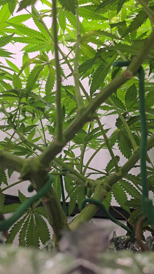 Indica Cream DWC