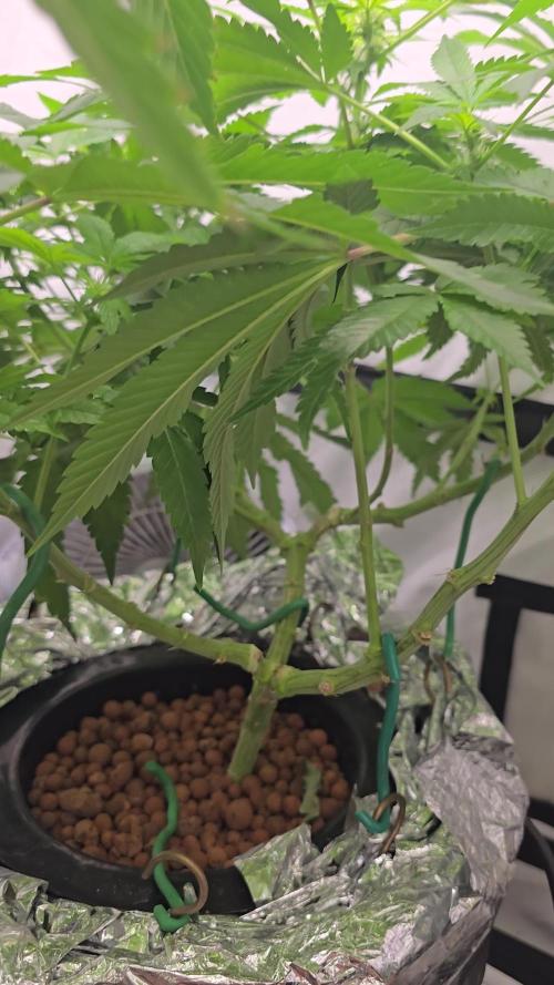 Papaya Sherbet DWC