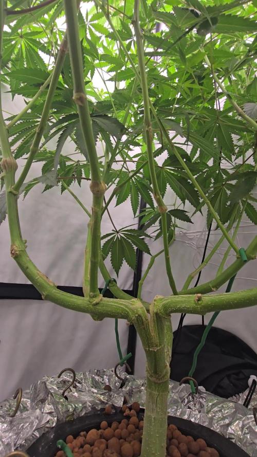 Ice Cream Haze DWC