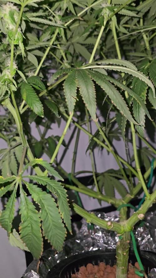 Indica Cream DWC
