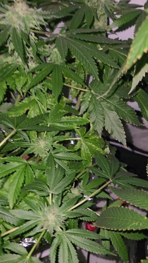 Papaya Sherbet DWC
