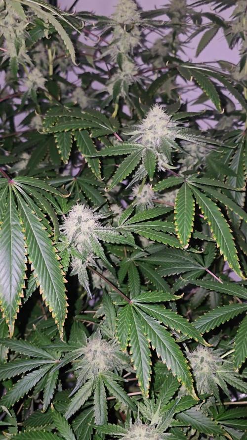 Ice Cream Haze DWC
