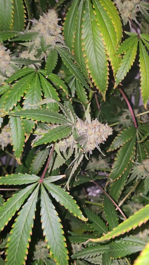Ice Cream Haze DWC
