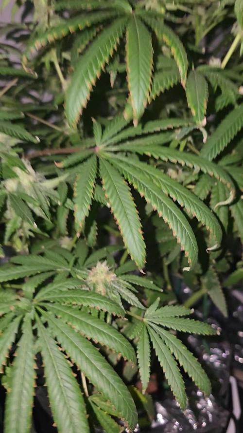 Indica Cream DWC