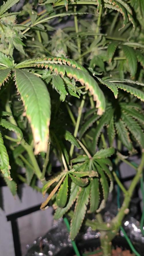 Indica Cream DWC