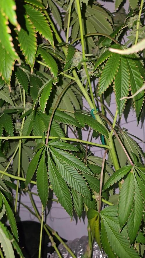 Ice Cream Haze DWC