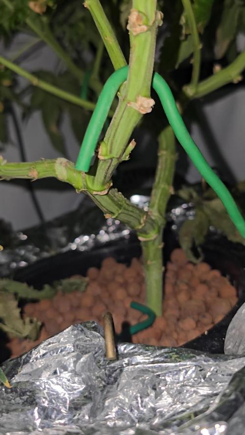 Papaya Sherbet DWC
