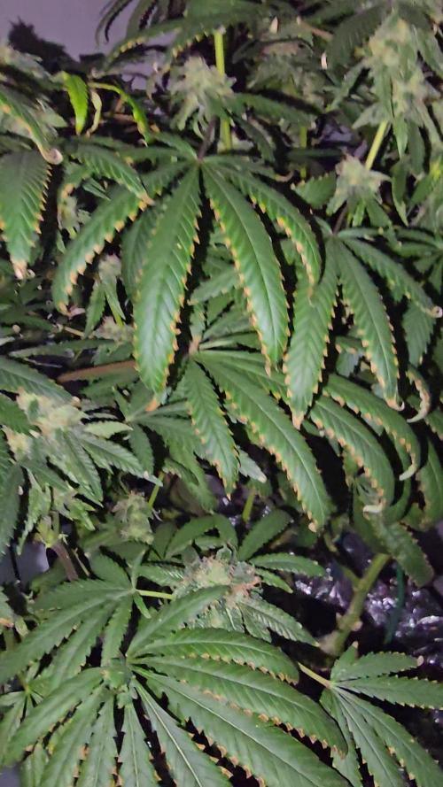 Indica Cream DWC