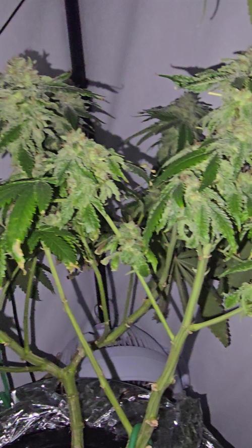 Papaya Sherbet DWC