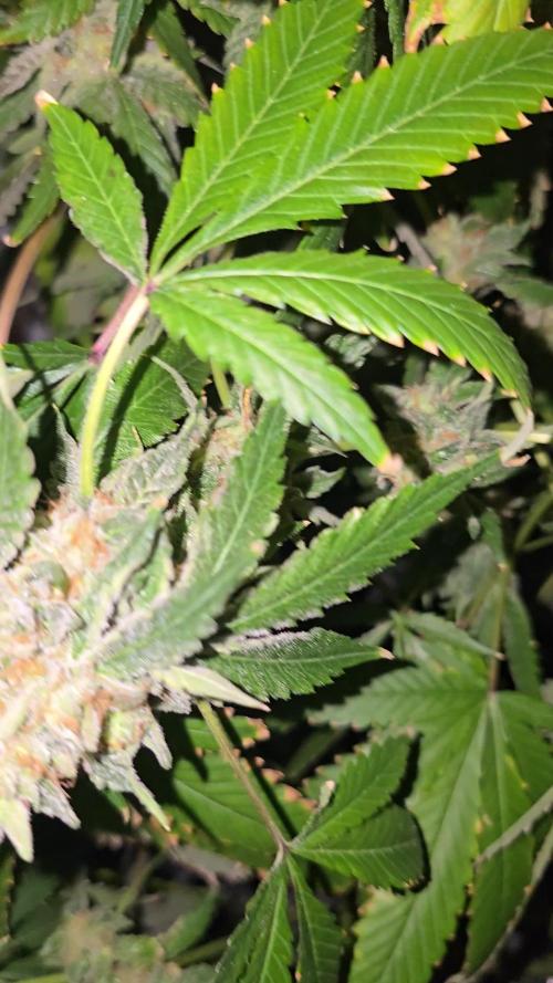 Ice Cream Haze DWC