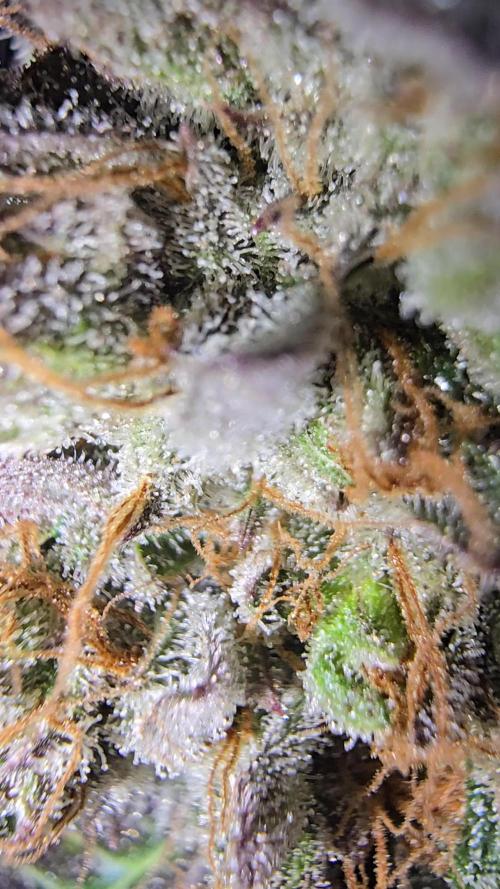 Ice Cream Haze DWC