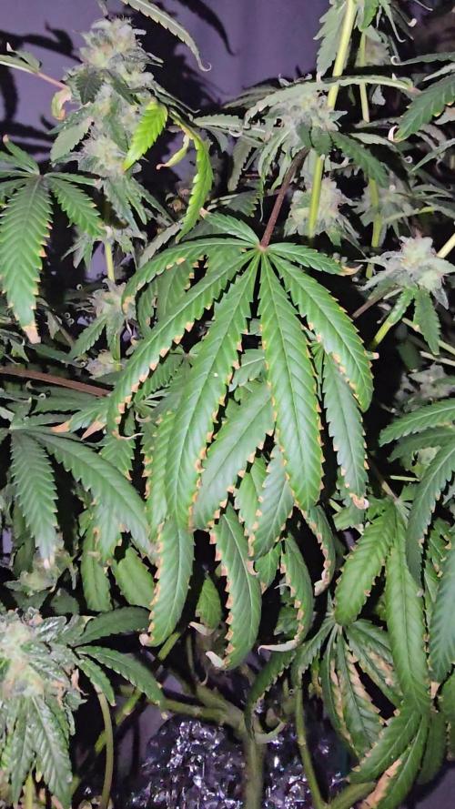 Indica Cream DWC