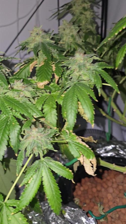 Papaya Sherbet DWC