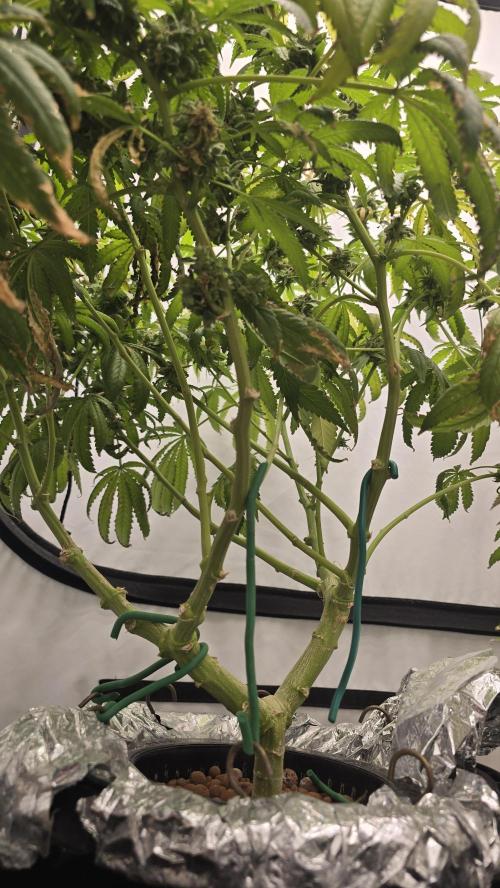 Indica Cream DWC. Week 24
