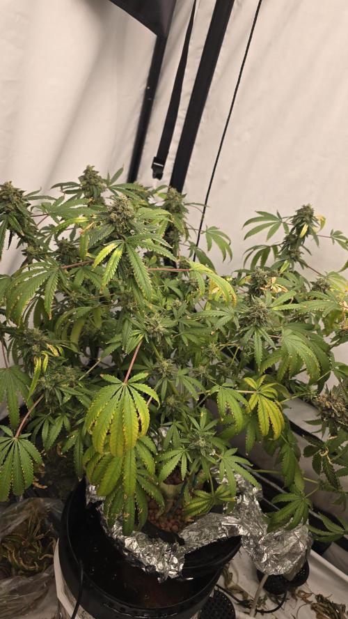 Indica Cream DWC. Week 24