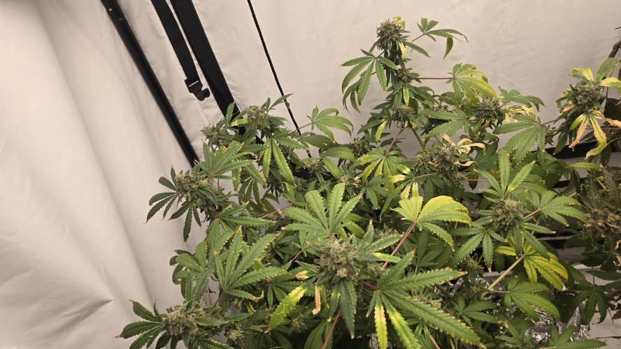 Indica Cream DWC. Week 24