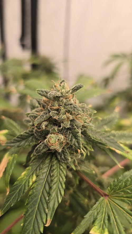 Indica Cream DWC. Week 24