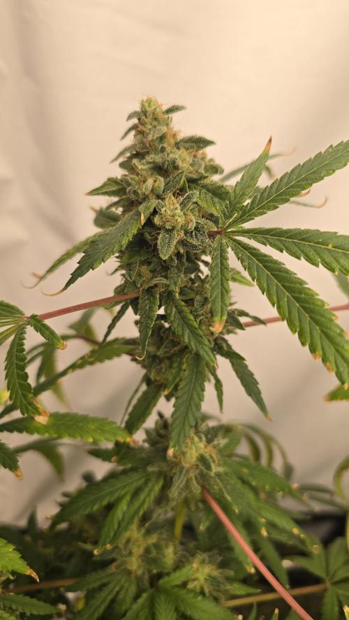 Indica Cream DWC. Week 24