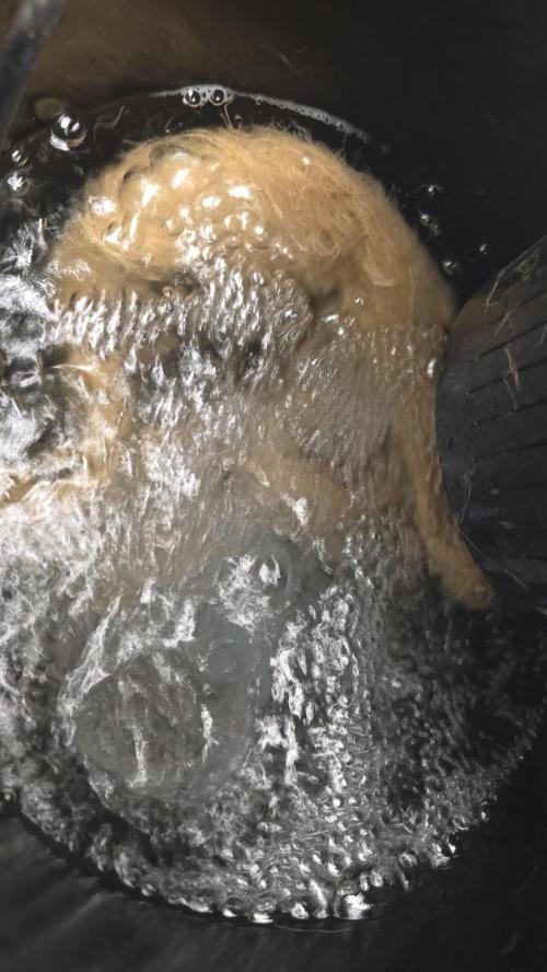 Papaya Sherbet DWC. Week 24