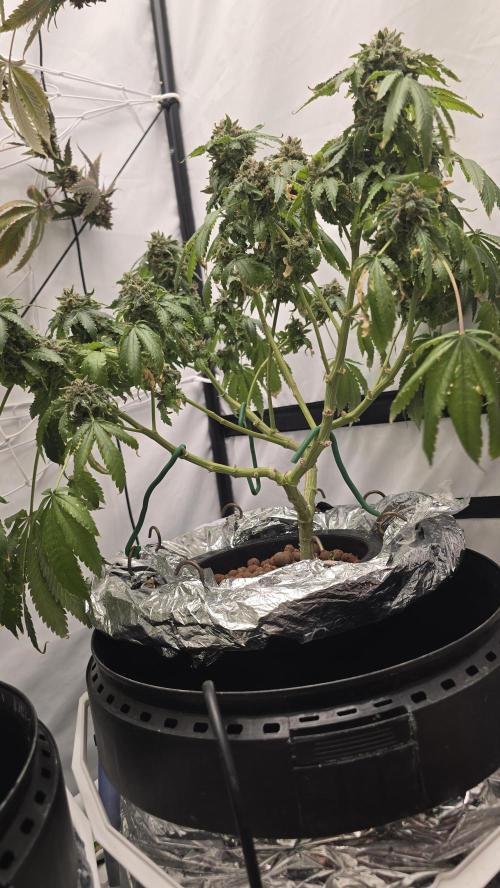 Papaya Sherbet DWC. Week 24