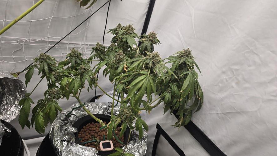 Papaya Sherbet DWC. Week 24