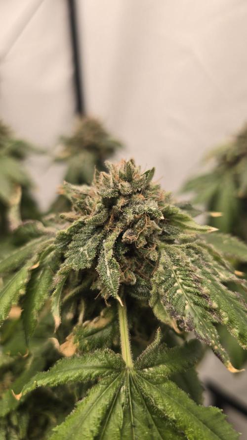 Papaya Sherbet DWC. Week 24