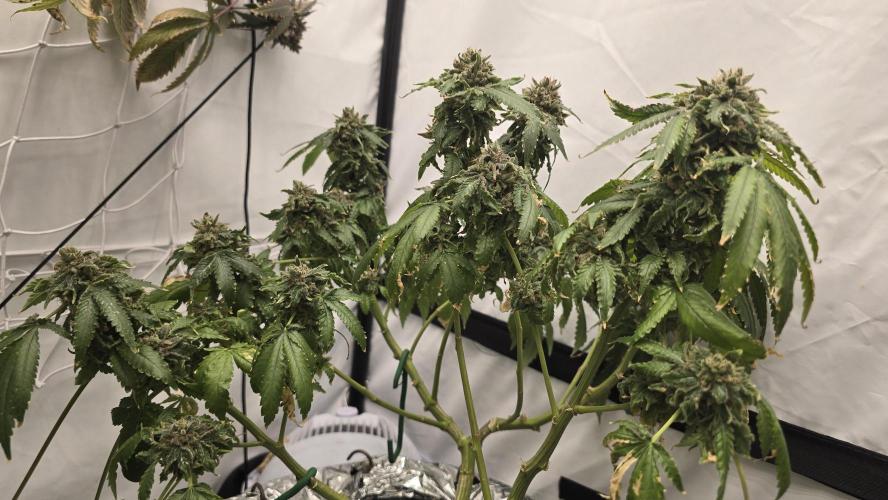 Papaya Sherbet DWC. Week 24