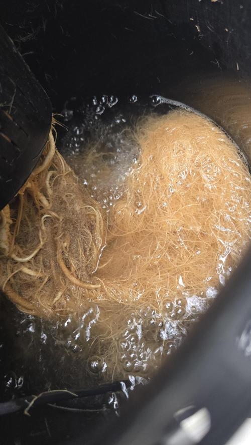 Ice Cream Haze DWC. Week 24