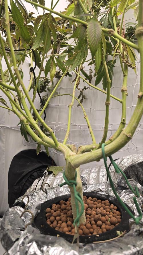 Ice Cream Haze DWC. Week 24