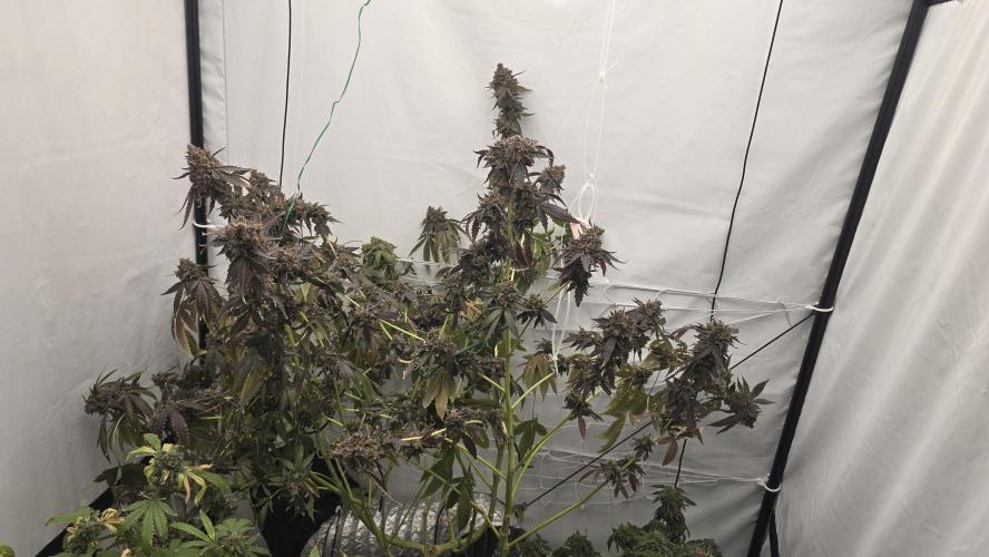 Ice Cream Haze DWC. Week 24