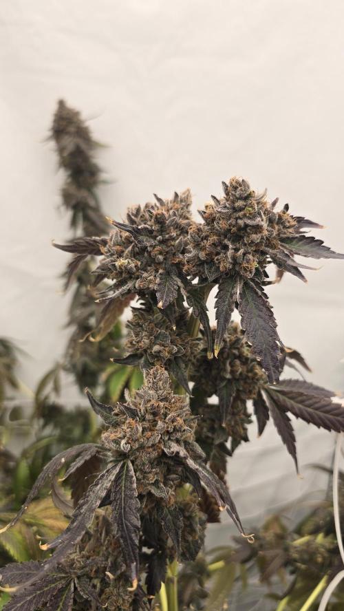 Ice Cream Haze DWC. Week 24