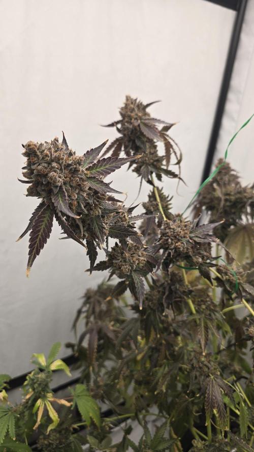 Ice Cream Haze DWC. Week 24