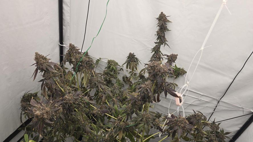 Ice Cream Haze DWC. Week 24