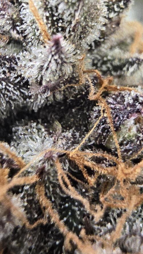 Ice Cream Haze DWC. Week 23