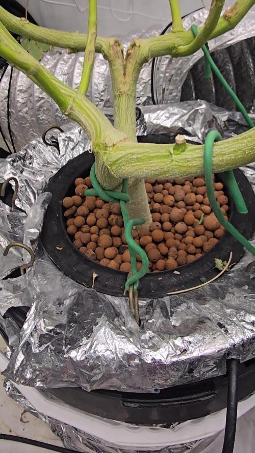 Ice Cream Haze DWC