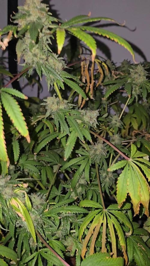 Indica Cream DWC
