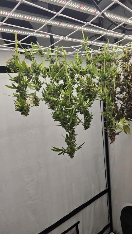 Indica Cream DWC. Week 25