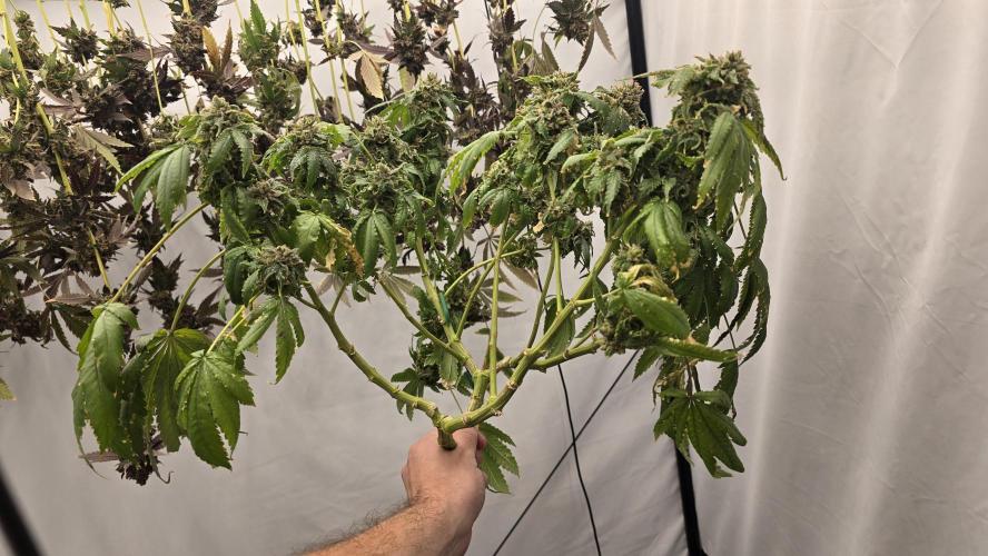 Papaya Sherbet DWC. Week 25