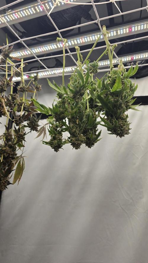 Papaya Sherbet DWC. Week 25