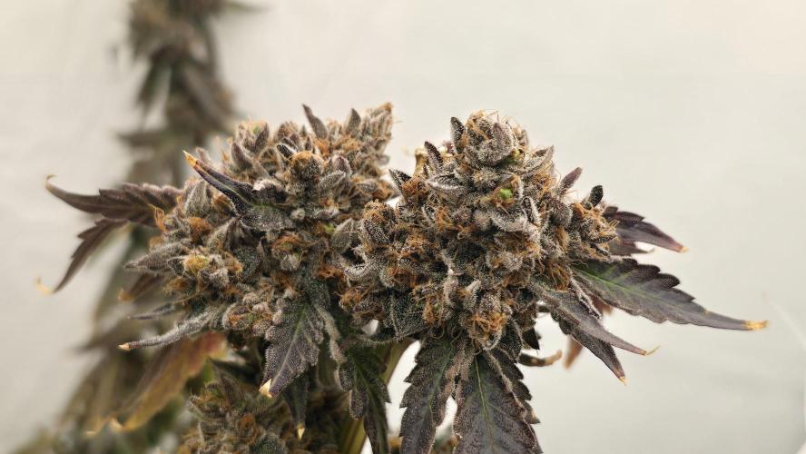 Ice Cream Haze DWC. Week 25