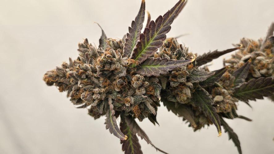 Ice Cream Haze DWC. Week 25