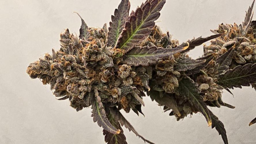 Ice Cream Haze DWC. Week 25