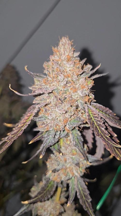 Ice Cream Haze DWC. Week 25