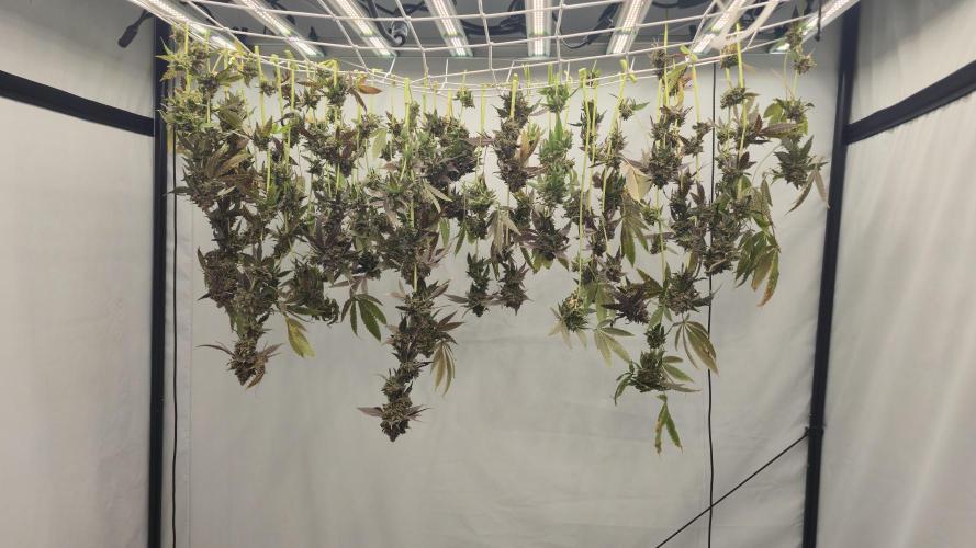 Ice Cream Haze DWC. Week 25