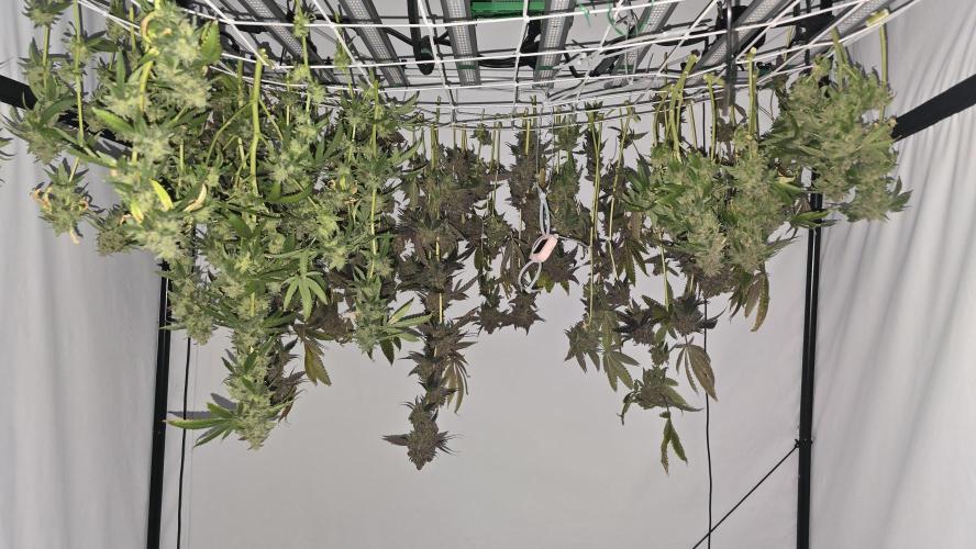 Ice Cream Haze DWC. Week 25