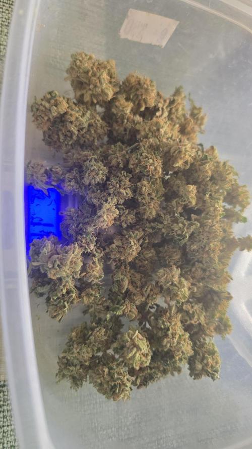 Papaya Sherbet DWC. Week 25