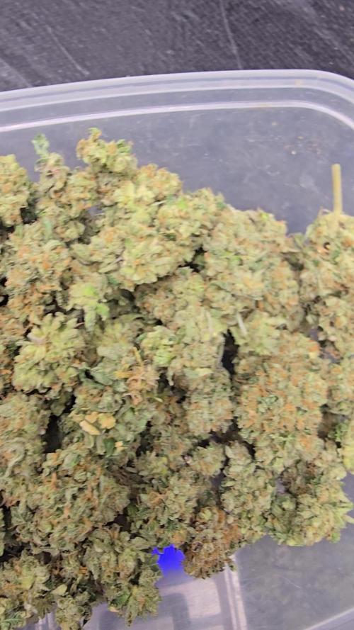 Indica Cream DWC